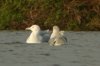 Caspian Gull at Paglesham Lagoon (Steve Arlow) (95034 bytes)